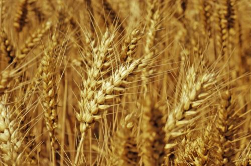 小麦拌种八大误区，助你远离“忽悠团” 