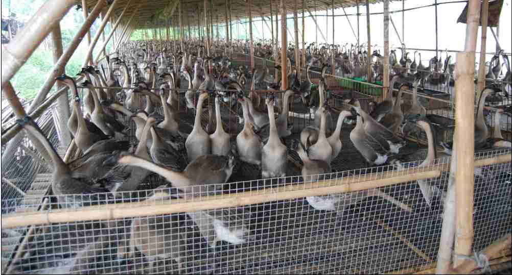 肉绒兼用型鹅产业生产综合配套技术