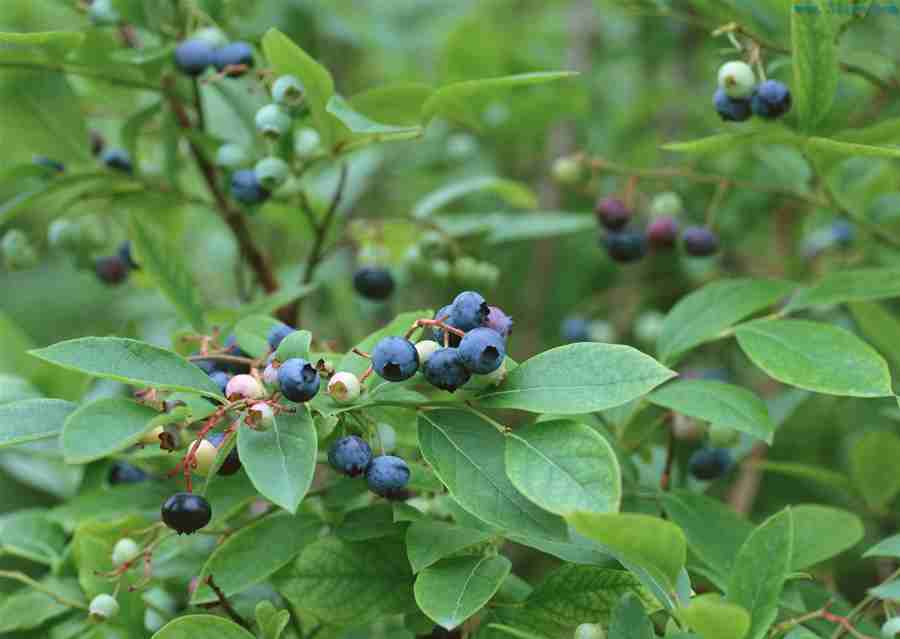 蓝莓--一种新型的世界型果树