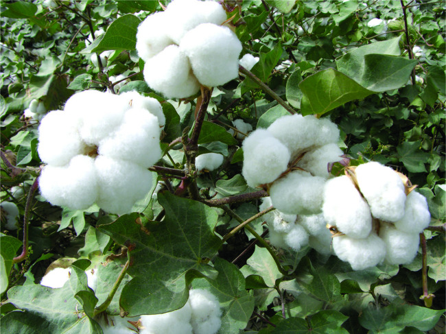 棉花栽培技术